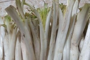 آشنایی با خواص کنگر و مضرات آن + طبع و شیوه مصرف