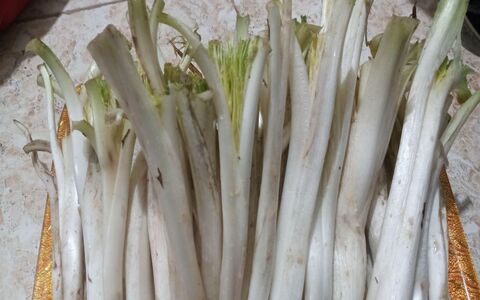 آشنایی با خواص کنگر و مضرات آن + طبع و شیوه مصرف