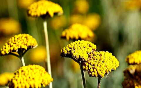 خواص عجیب و خطرناک عرق بومادران برای سلامت بدن 