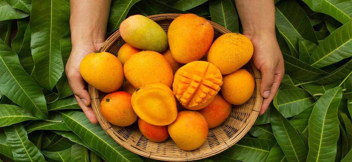 انبه برای پوست