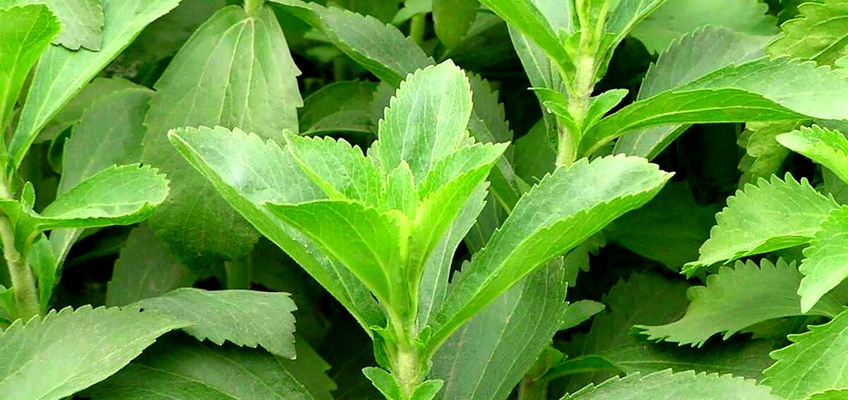 برگ استویا