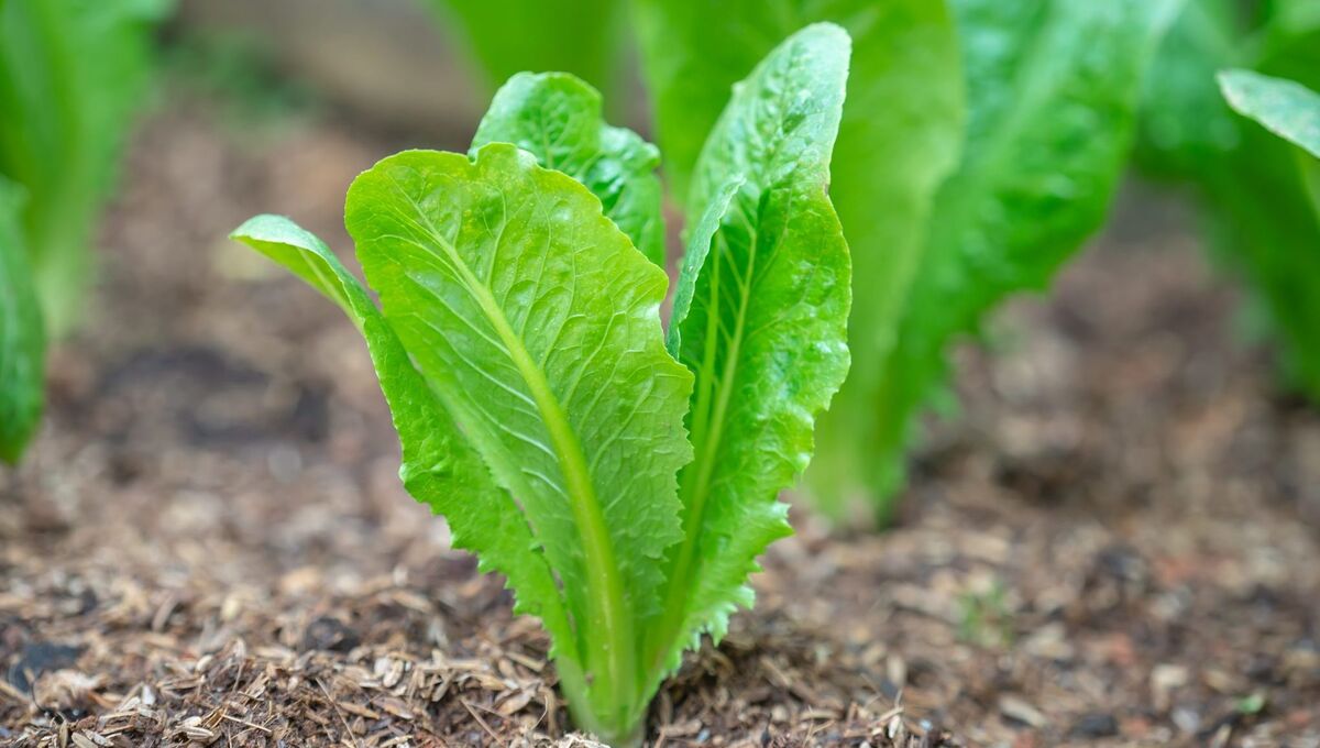کاهو برای بی خوابی