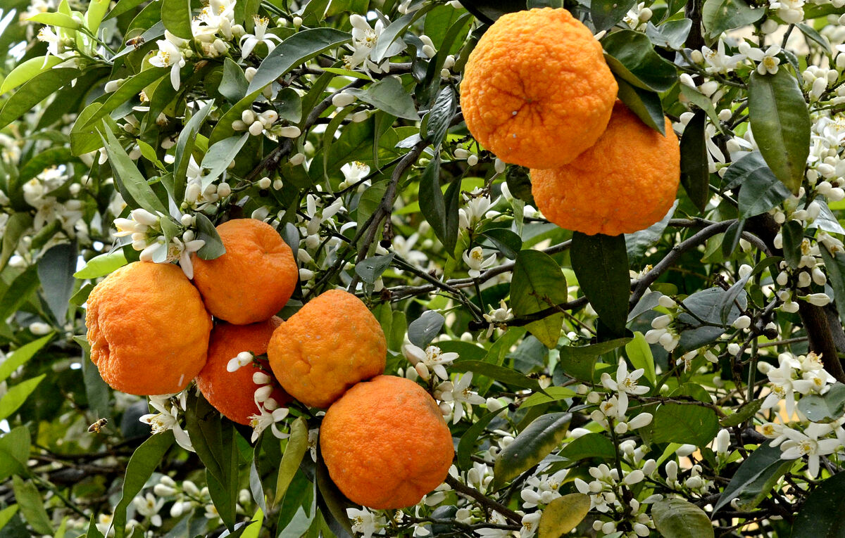  بهار نارنج برای سردرد
