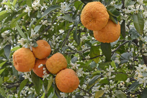 می دونستی بهار نارنج بهترین گیاه درمانی برای سردرده؟ + مضرات 