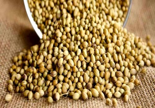 ۵ ویژگی مهم تخم گشنیز برای لاغری + طریقه مصرف 