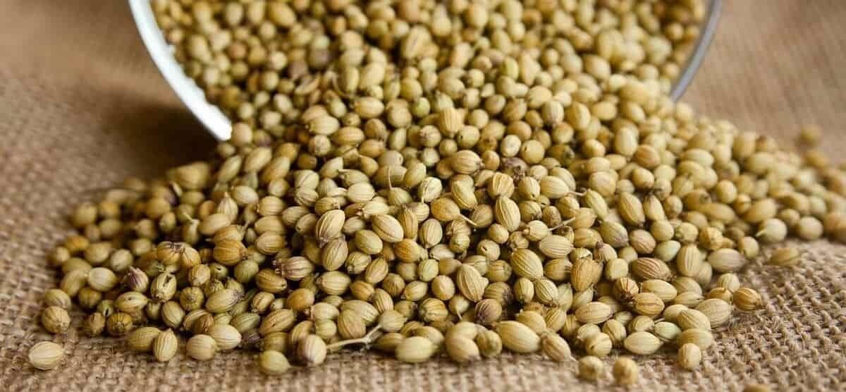 دمنوش تخم گشنیز
