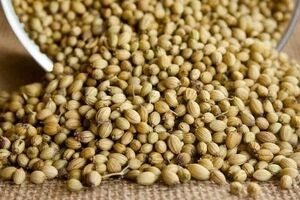 ۵ ویژگی مهم تخم گشنیز برای لاغری + طریقه مصرف 