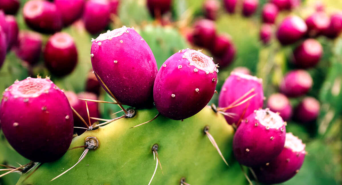 با خواص میوه کاکتوس؛ گل سرسبد میوه ها تو طب سنتی، آشنا شو + نحوه مصرف