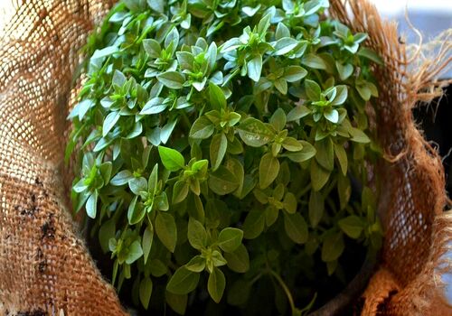 با خوردن ریحان خوش عطر؛ سلامت کلیه ات رو تا ابد تضمین کن