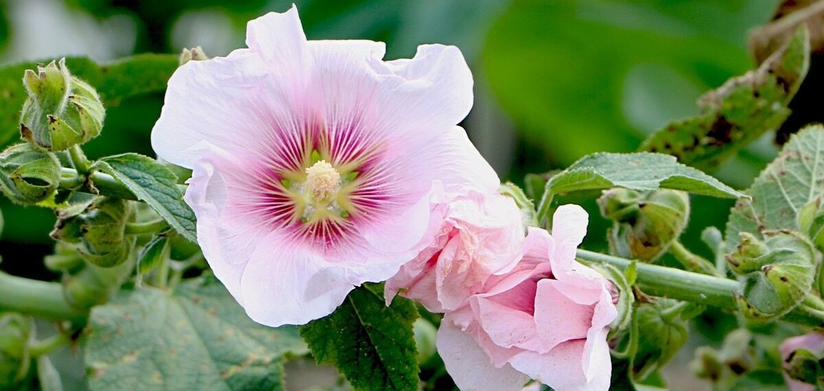 گل ختمی برای پوست