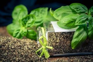 ریحان خشک شده چه خواصی دارد؟ + موارد مصرف ریحان خشک