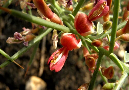 ترکیب ترنجبین و خاکشیر٬ اکسیر جوانی پوست و مو
