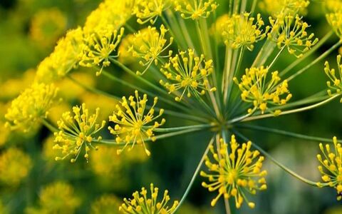 همه چیز درباره خواص گیاه دارویی اوشق در طب سنتی + طبع