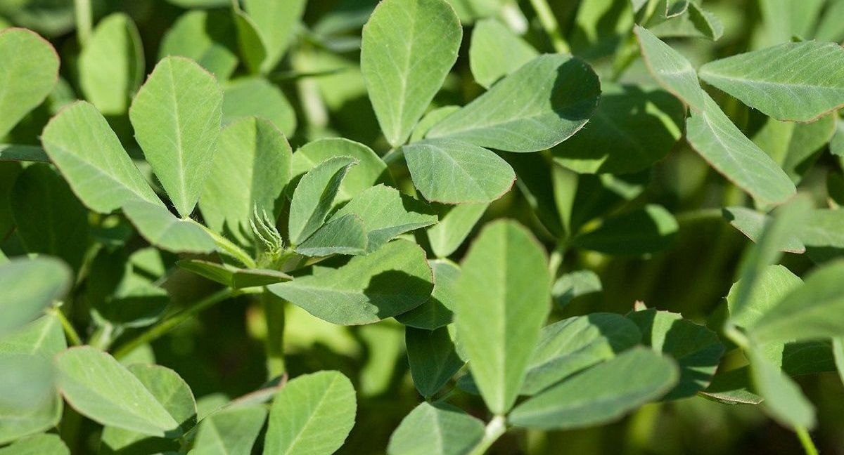 عرق شنبلیله؛ موثر ترین روش گیاهی برای رفع یبوست