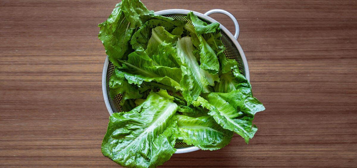 کاهو برای لاغری