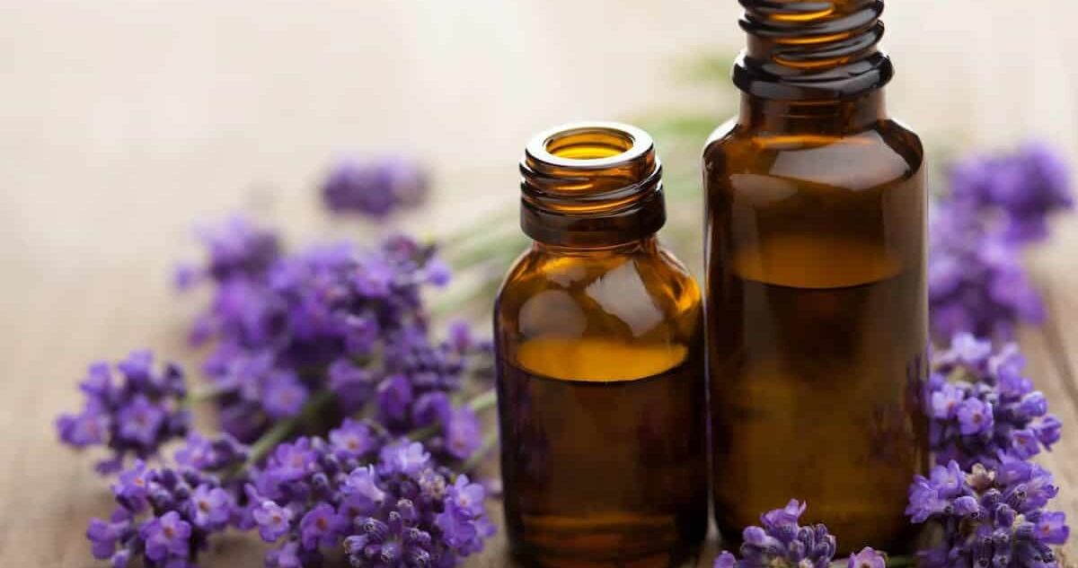 عرق اسطوخودوس با طعم تلخ و فواید شیرینش، معجزه میکنه 