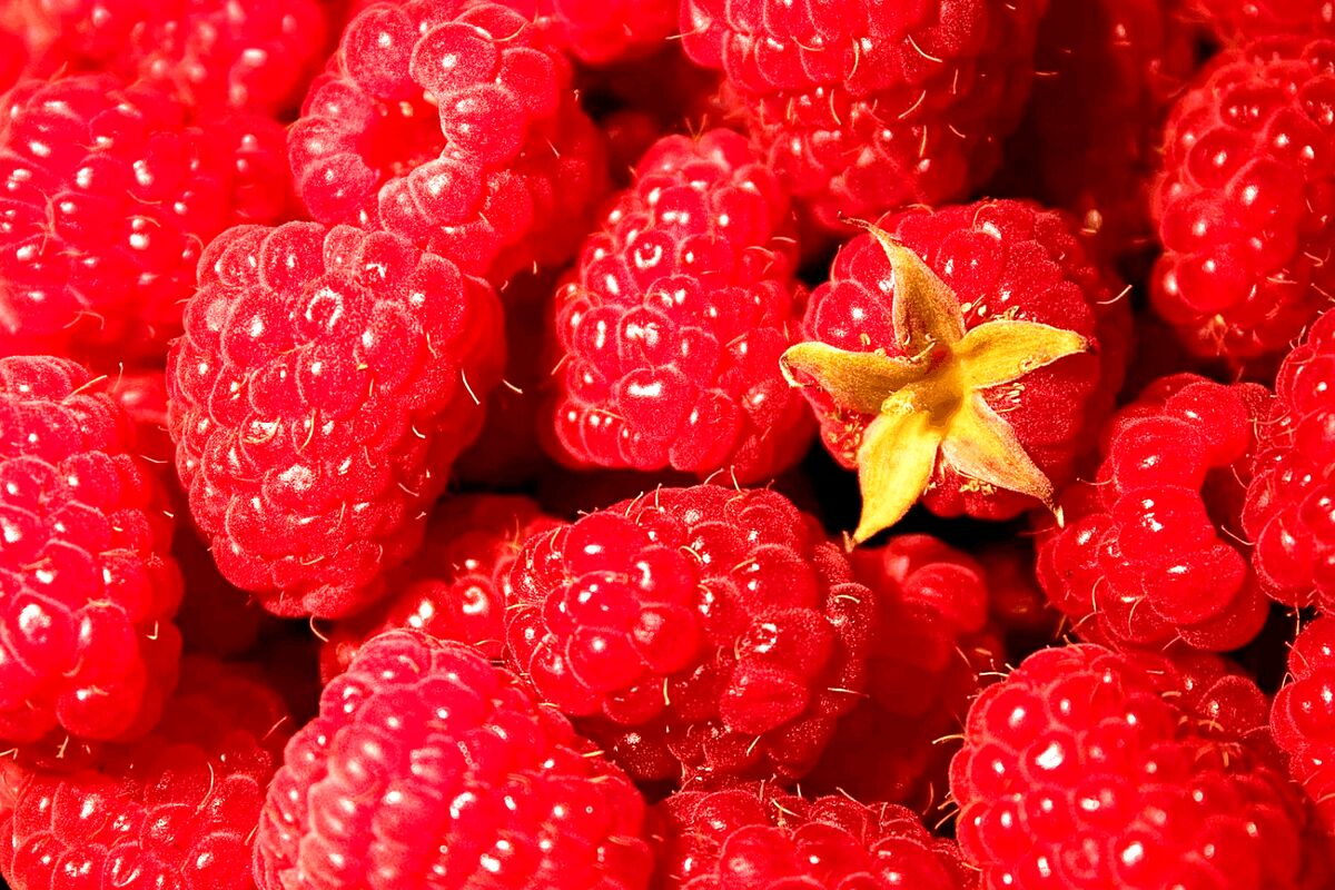 تمشک برای یبوست 