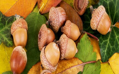 خواص بلوط در طب سنتی بر سلامت بدن 