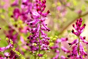 خواص شاهتره در طب سنتی + طبع
