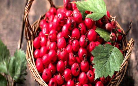 خواص زالزالک در طب سنتی + طبع و خواص درمانی 