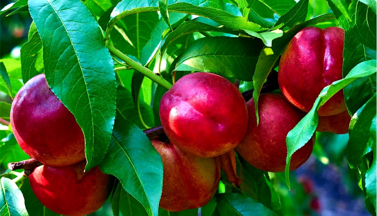 شلیل برای سیستم ایمنی بدن
