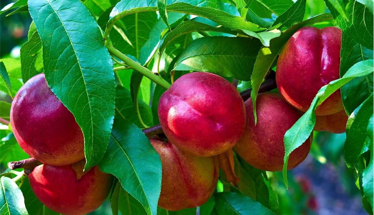 شلیل برای سیستم ایمنی بدن