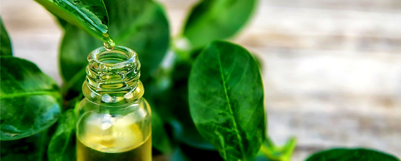 درمان جوش صورت با روغن درخت چای