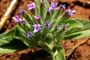 با گیاه کاکوتی و خواص آن آشنا شوید