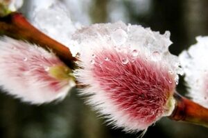 خواص بی نظیر عرق بیدمشک برای سلامت بدن + طبع و طریقه مصرف 