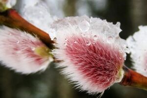 خواص بی نظیر عرق بیدمشک برای سلامت بدن + طبع و طریقه مصرف 