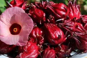خواص بی نظیر چای ترش + طبع و طرز تهیه