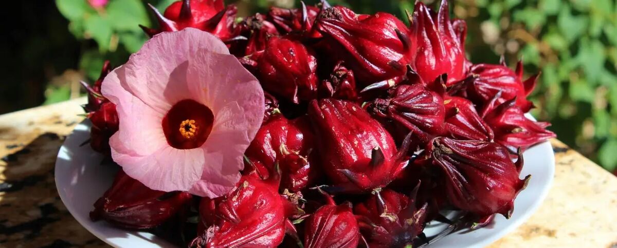 خواص چای ترش
