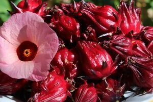 خواص بی نظیر چای ترش + طبع و طرز تهیه