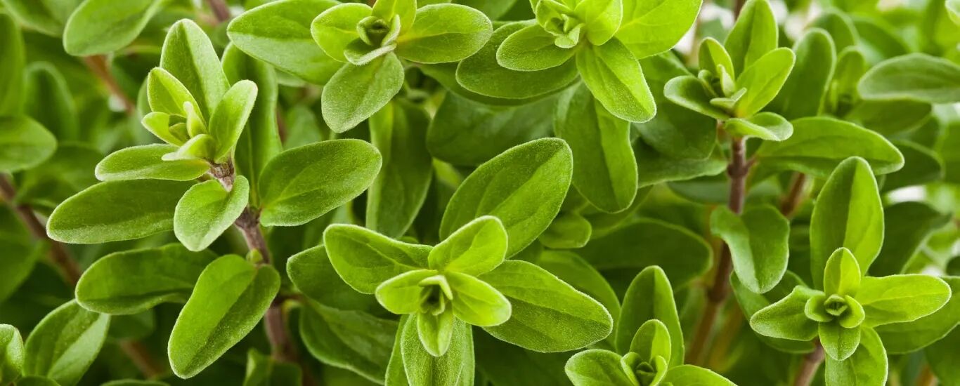فواید گیاه مرزنجوش برای سلامتی و زیبایی