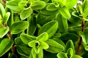 فواید گیاه مرزنجوش برای سلامتی و زیبایی