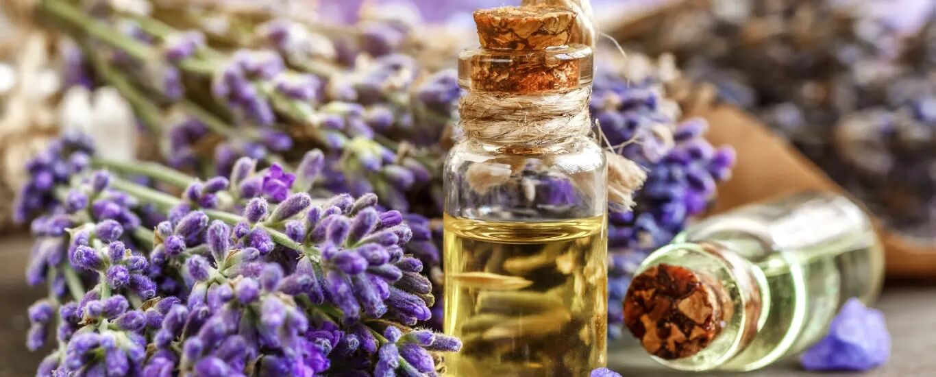 مهمترین فواید روغن اسطوخودوس + نحوه مصرف