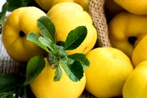 فواید بی نظیر به دانه