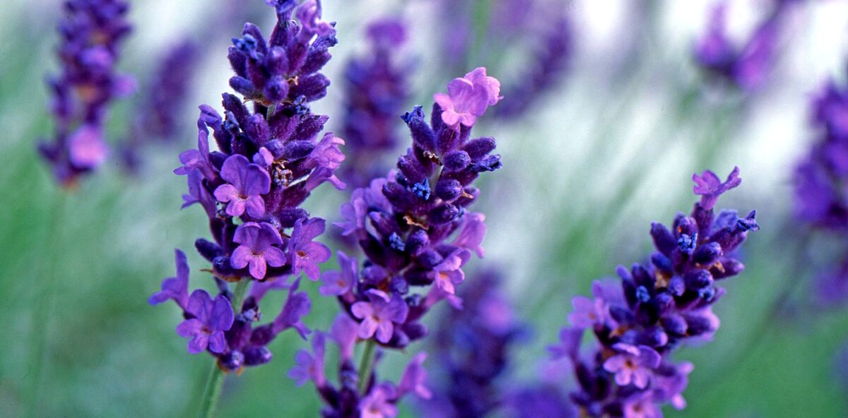 اسطوخودوس برای قاعدگی