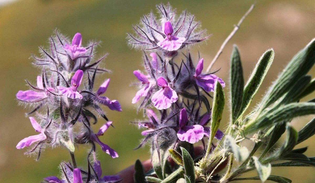 چای کوهی
