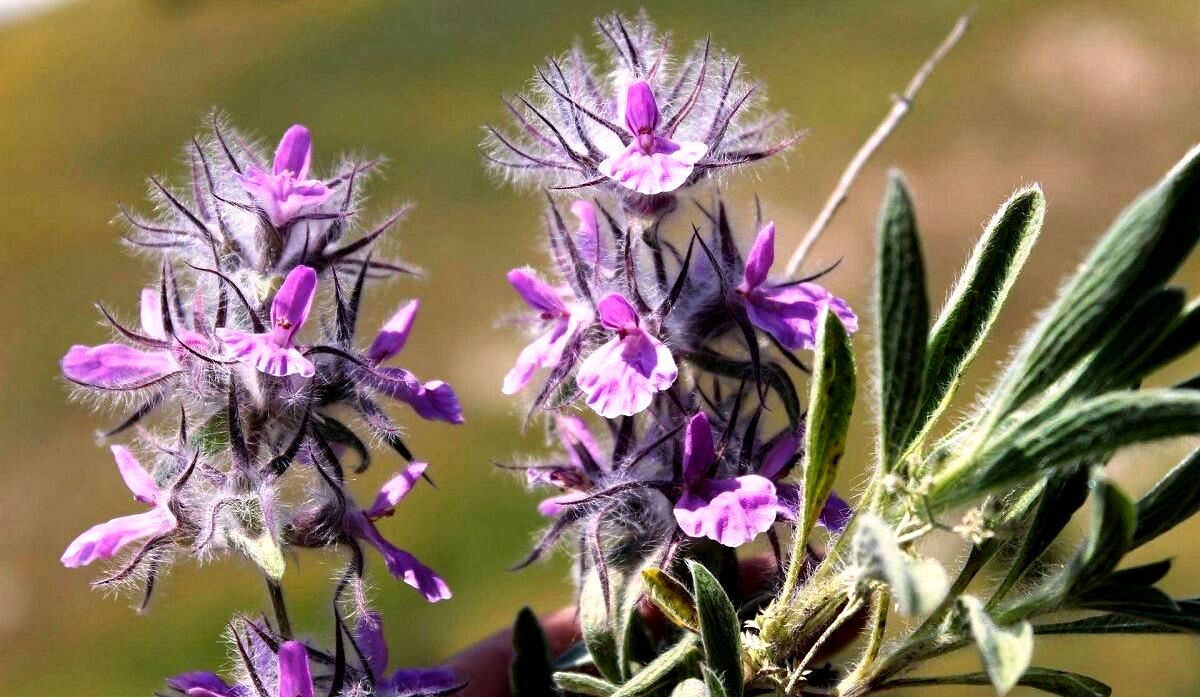 چای کوهی