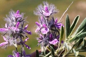 خواص چای کوهی؛ خداحافظی با سردردهای میگرنی و افسردگی