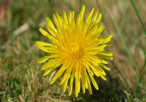 گل قاصدک و خواص شگفت انگیز آن برای سلامت بدن + عکس