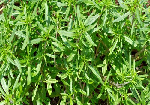 اگه می خوای قاعدگی راحتی داشته باشی٬ مرزه بخور