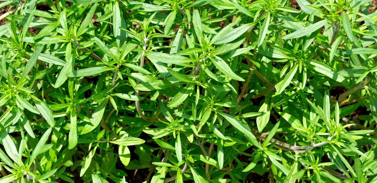 مرزه برای خانم ها