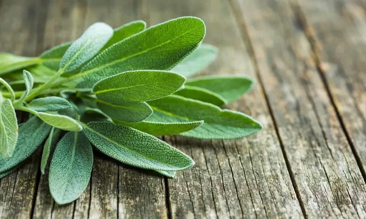 دمنوش مریم گلی