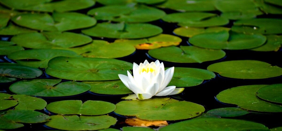 آشنایی با خواص گل نیلوفر آبی + طریقه مصرف 