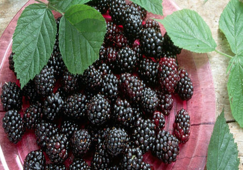با خوردن توت سیاه؛ پوست صاف و شفاف رو به خودت هدیه بده + خواص