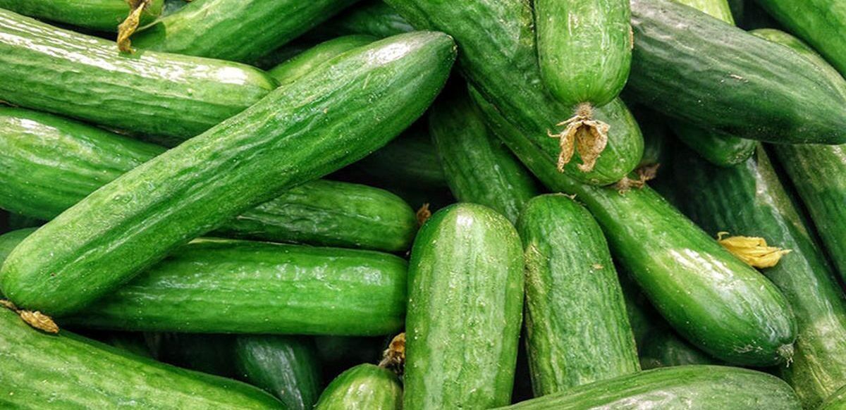 با انواع خیار و تفاوت های آن ها آشنا شوید