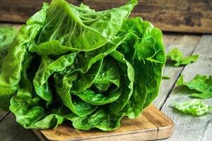 دیگه فقط یه مدل کاهو نخر + معرفی انواع کاهو