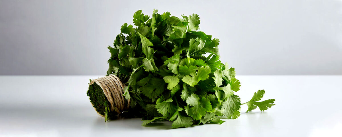 خواص گشنیز